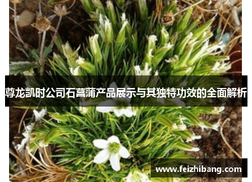 尊龙凯时公司石菖蒲产品展示与其独特功效的全面解析