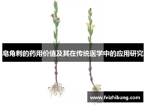 皂角刺的药用价值及其在传统医学中的应用研究